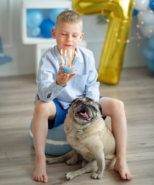 Berniukas laiko tortą su žvakutėmis šalia mopso šuns gimtadienio šventėje – cake smash fotosesija Šiauliuose